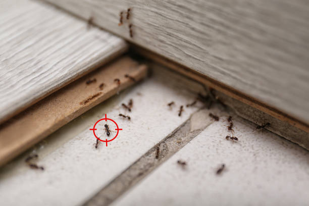 Best Ant Control Services  in Two Rivers, WI